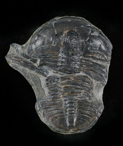 Bargain Elrathia Trilobite - Wheeler Shale, Utah #24873